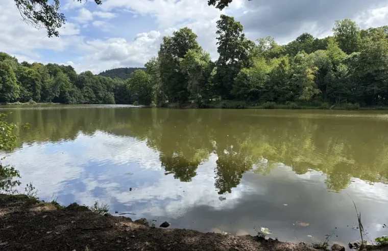 Waldweiher im Büdinger Wald